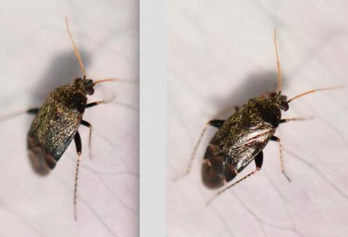 Psallus sp.